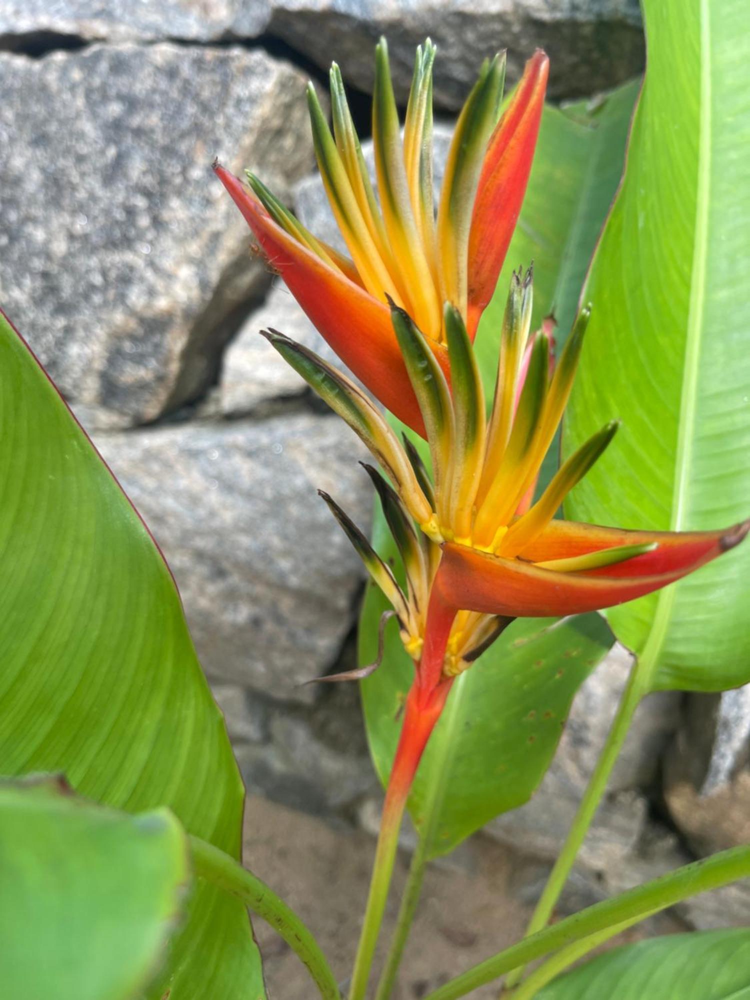 Homestay Wonne Gardenroom Arugam Bay